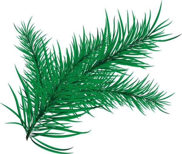 Лиственница шишки и хвоинки