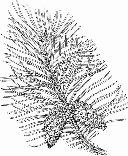 Принт веточки сосны шишки