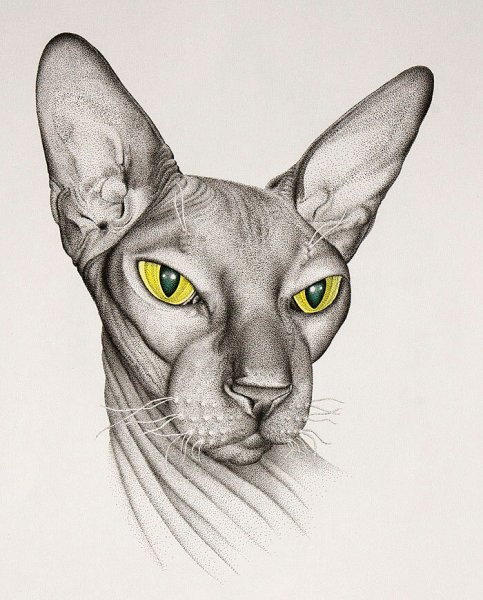 Сфинкс рисунок