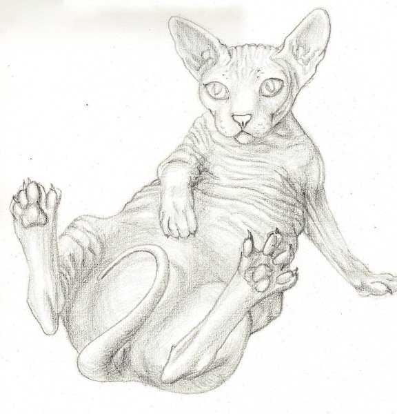 Раскраска кот сфинкс