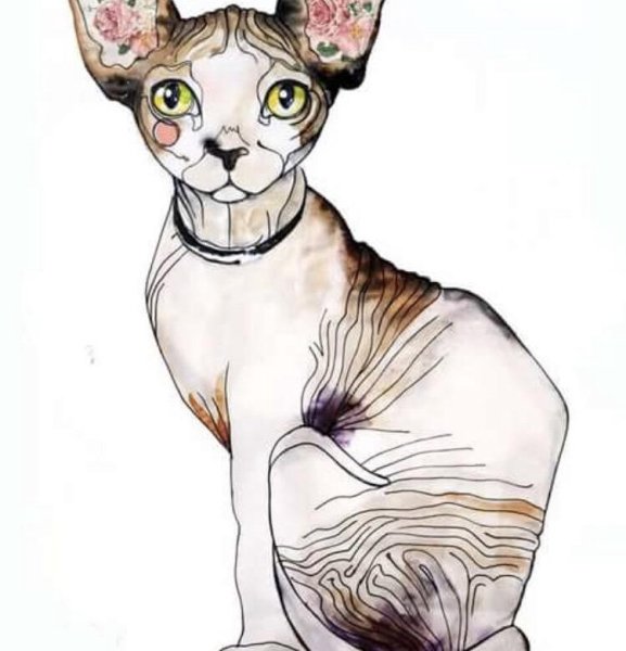 Сфинкс кошка для срисовки