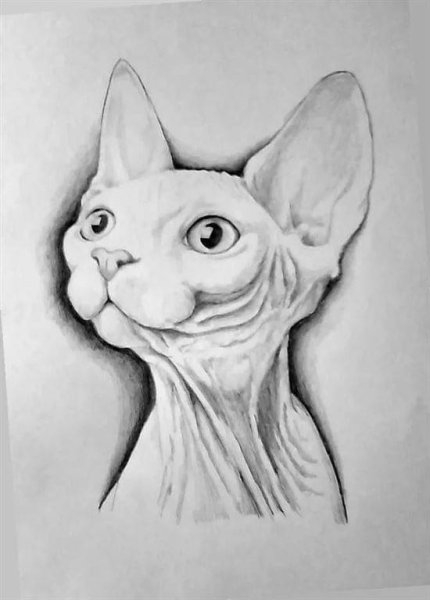 Раскраска Корниш рекс