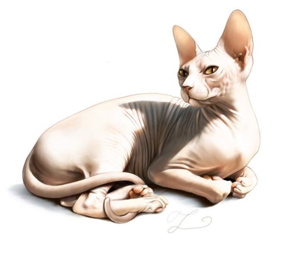 Раскраска сфинкс кошка