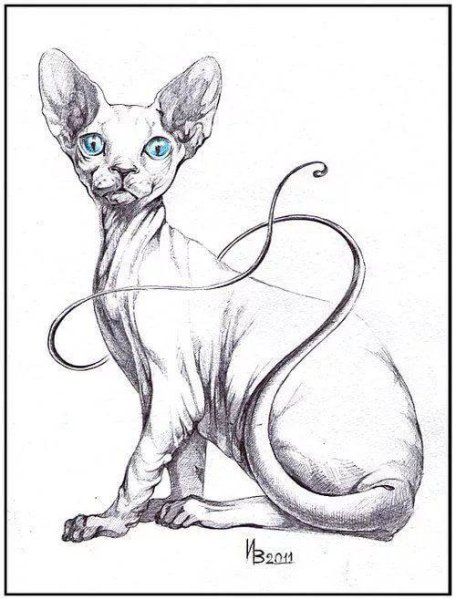 Сфинкс голова кошка