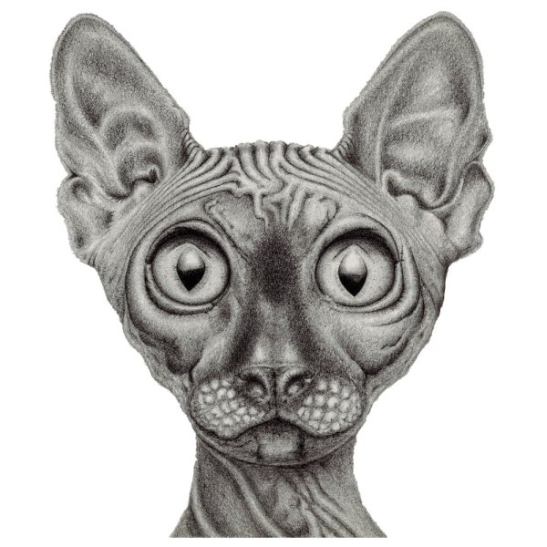 Канадский сфинкс мультяшный