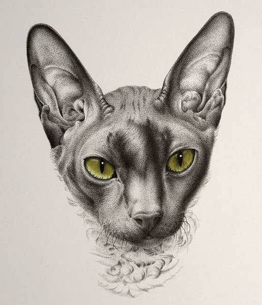 Эскиз тату сфинкс кот