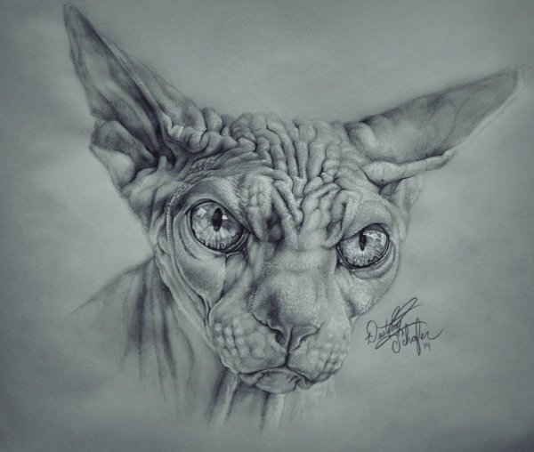 Кот сфинкс арт