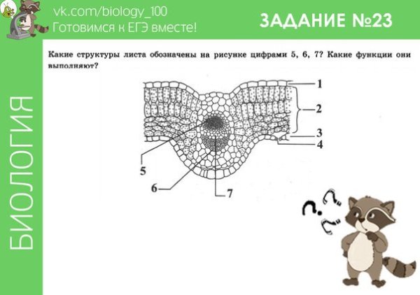 Задания с рисунками по биологии ЕГЭ