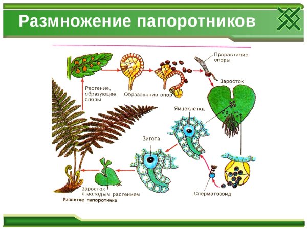 Размножение папоротников 7 класс биология