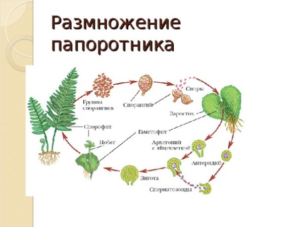 Размножение папоротника схема 2n