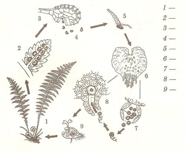 Цикл развития папоротника без подписей