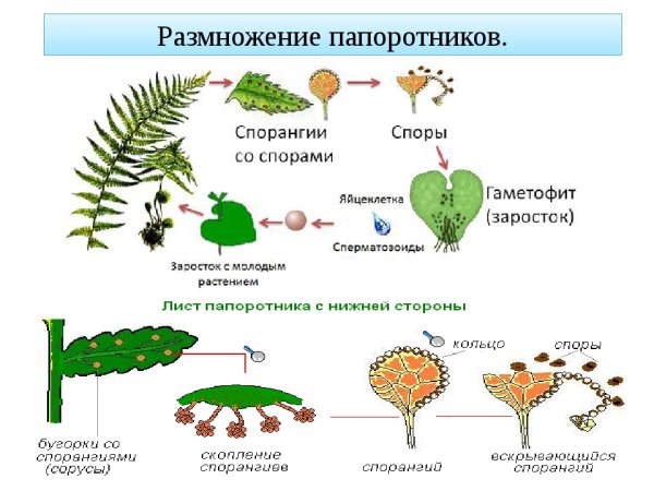 Вегетативное размножение папоротника