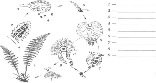 Жизненный цикл папоротника рисунок