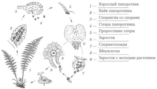Схема развития папоротника биология 6 класс рисунок
