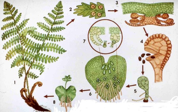 Размножение папоротников схема
