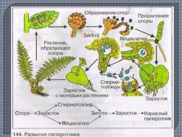 Размножение папоротников схема
