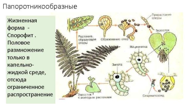 Папоротник Щитовник мужской размножение