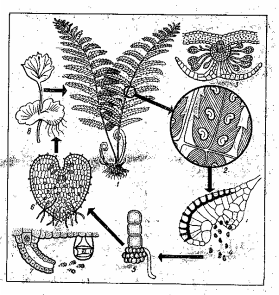 Споровое размножение папоротников