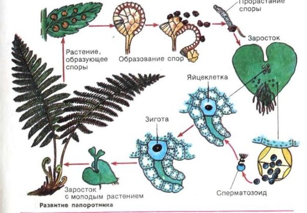 Схема развития папоротника биология 6 класс