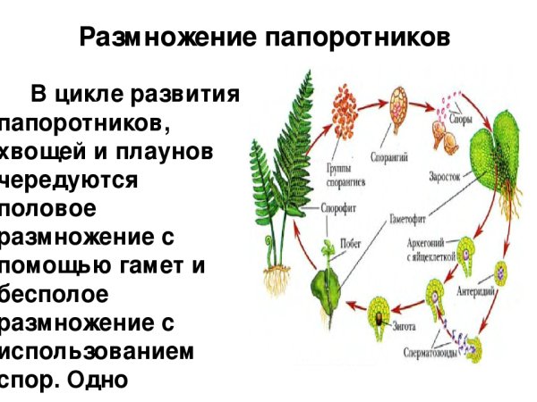 Папоротниковидные размножение кратко