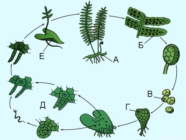 Схема размножения плауна