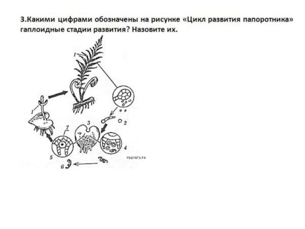 Жизненный цикл папоротника схема ЕГЭ