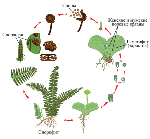Жизненный цикл папоротника бесполое поколение