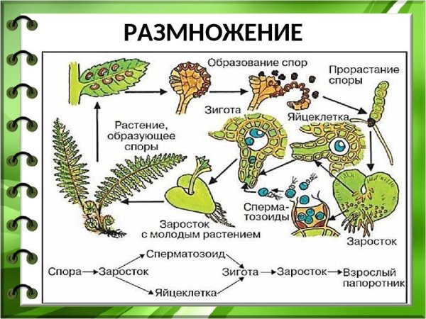 Схема размножения спорх растений