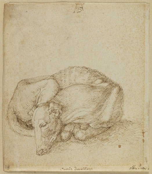 Альбрехт Дюрер голова апостола