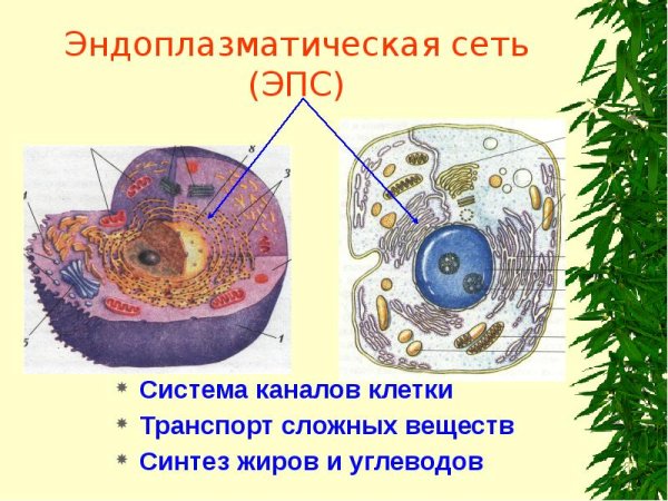 Клетка эндоплазматическая мембрана