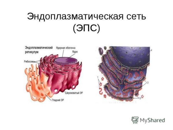 Эндоплазматическая сеть ЭПС В клетке