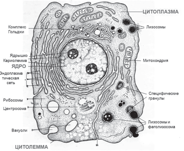 Эндоплазматическая сеть рибосомы комплекс Гольджи лизосомы