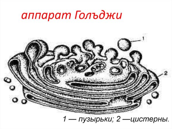 Аппарат Гольджи и эндоплазматическая сеть рисунок