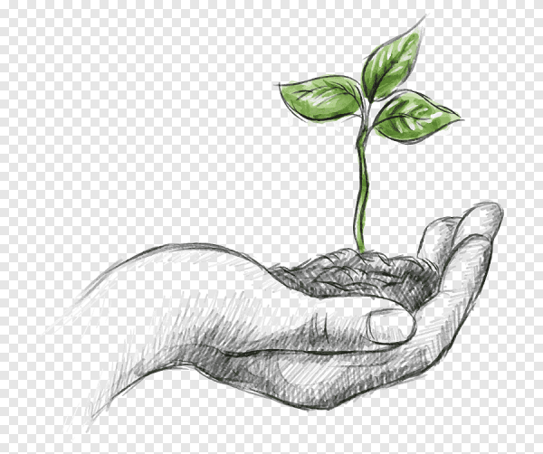 Росток растения Графика