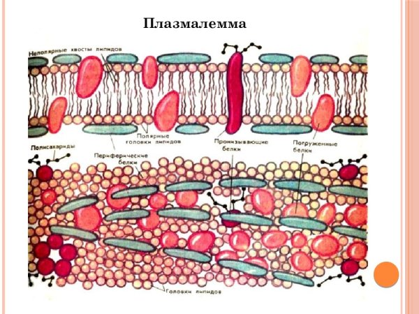 Плазмалемма строение
