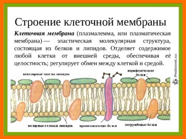 Клеочная мембрана иплазмолема