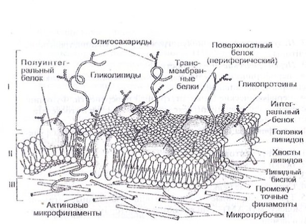 Клеточная мембрана плазмалемма