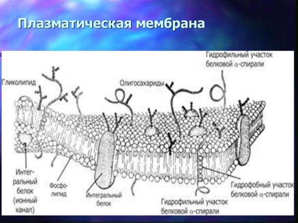 Схема строения плазматической мембраны