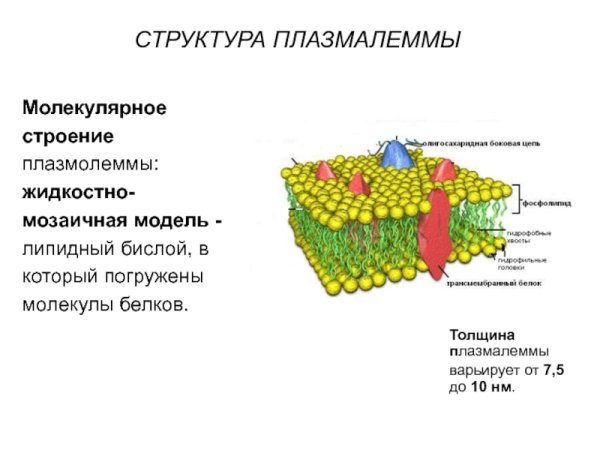 Строение плазмолеммы таблица