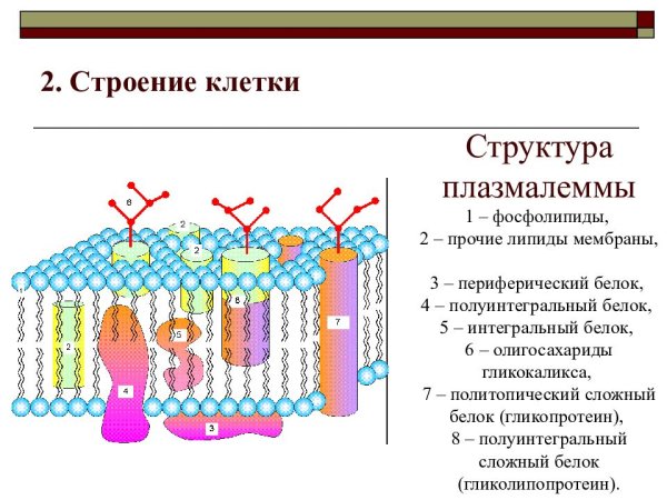 Клеочная мембрана иплазмолема