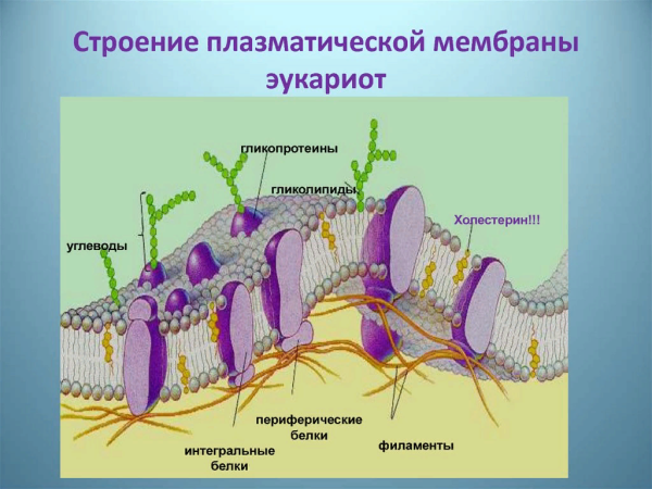 Схема строения плазматической мембраны