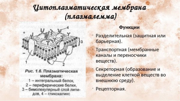 Структура клеточной мембраны плазматическая мембрана