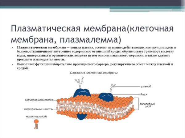 Строение плазмалеммы растительной клетки