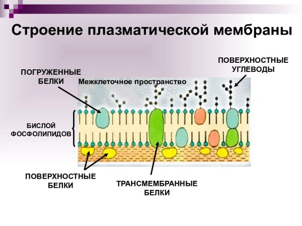 Цитоплазматическая мембрана плазмолемма