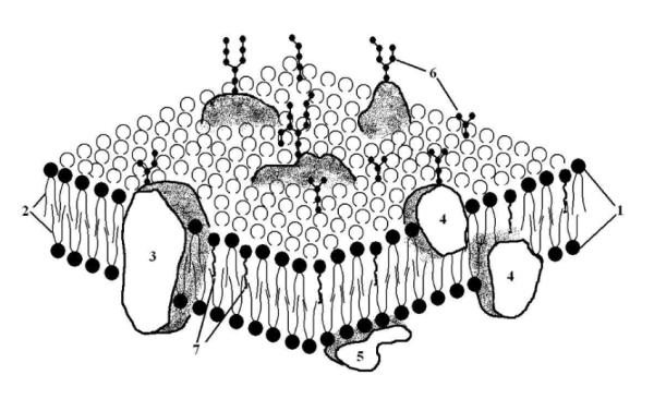 Строение плазмалеммы