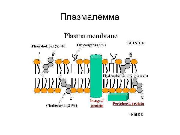 Наружная клеточная мембрана плазмалемма строение