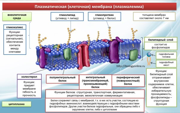 Структуры клетки обозначенные цифрами 1