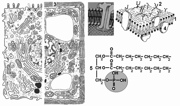 Мембрана строение плазмолемма
