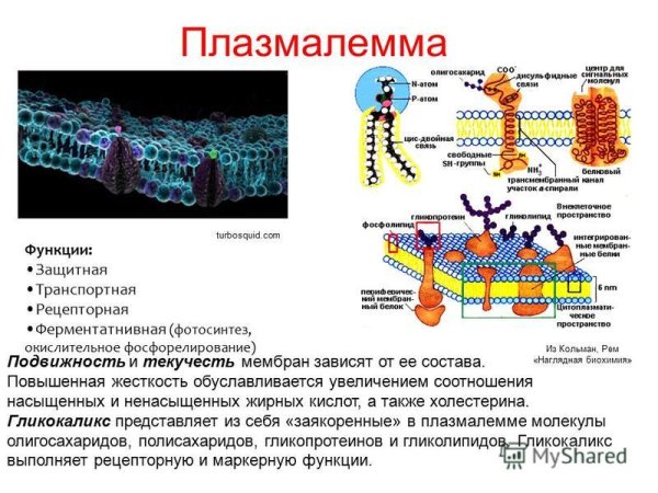 Рисунок цитоплазматической мембраны эукариотической клетки