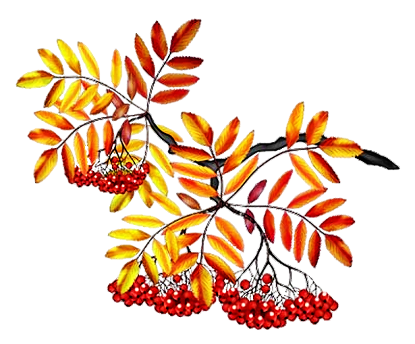 Рябина рисунок